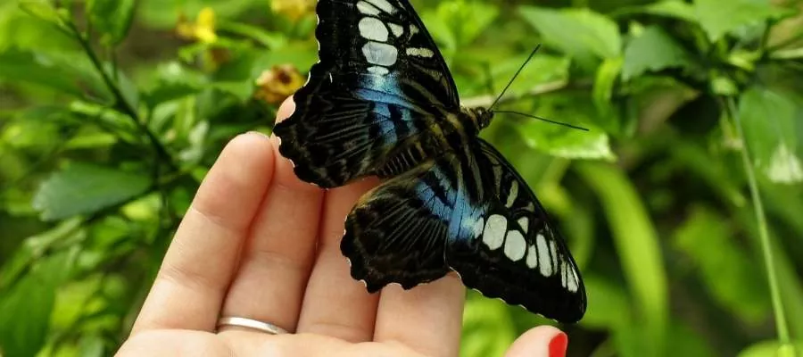  PAPILLONS « ROYAL BUTTERFLY 