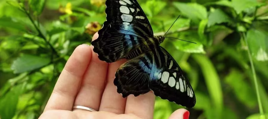 Royal Butterfly Farm
