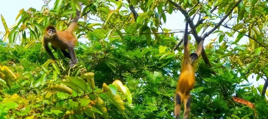 PARQUE NACIONAL DE TORTUGUERO