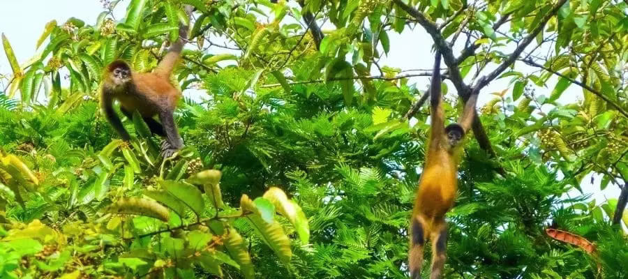 PARQUE NACIONAL DE TORTUGUERO