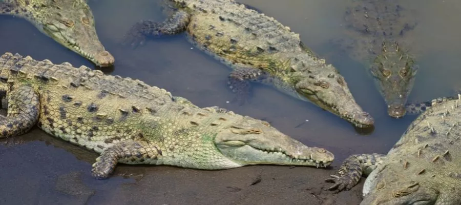 CROCODILE AMÉRICAIN