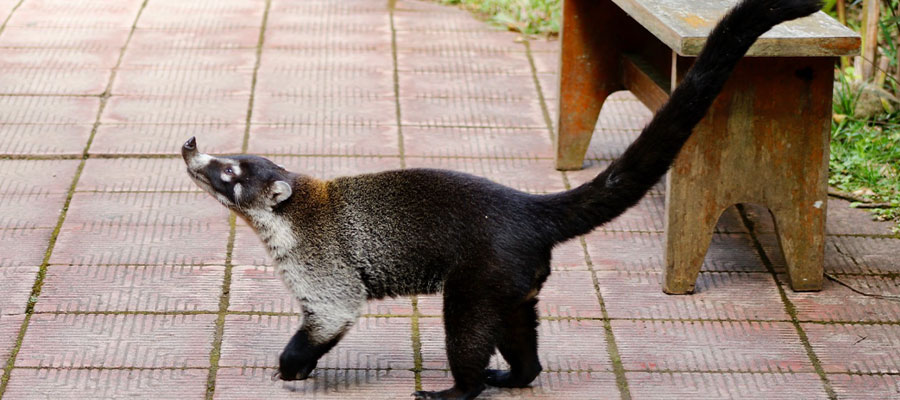 coati