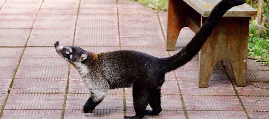 coati