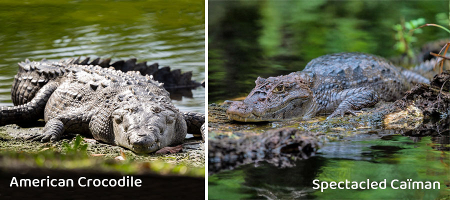2-types-crocodile-costa-rica