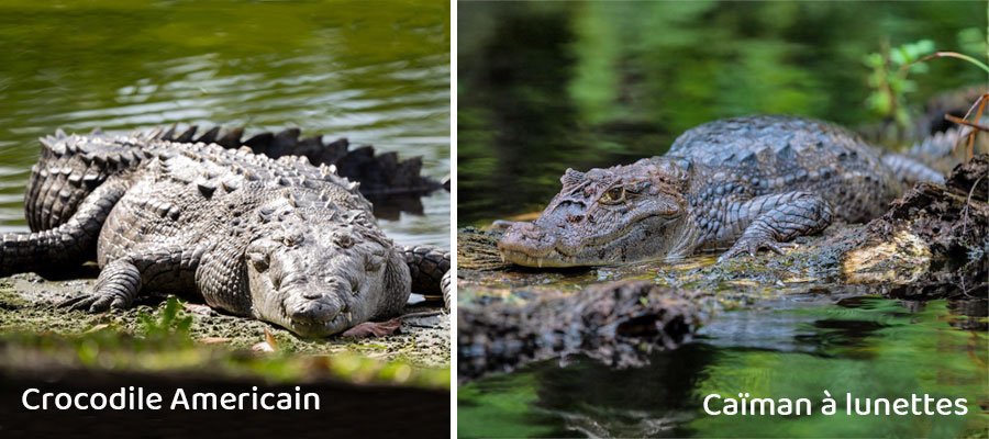 2-types-crocodile-costa-rica-FR