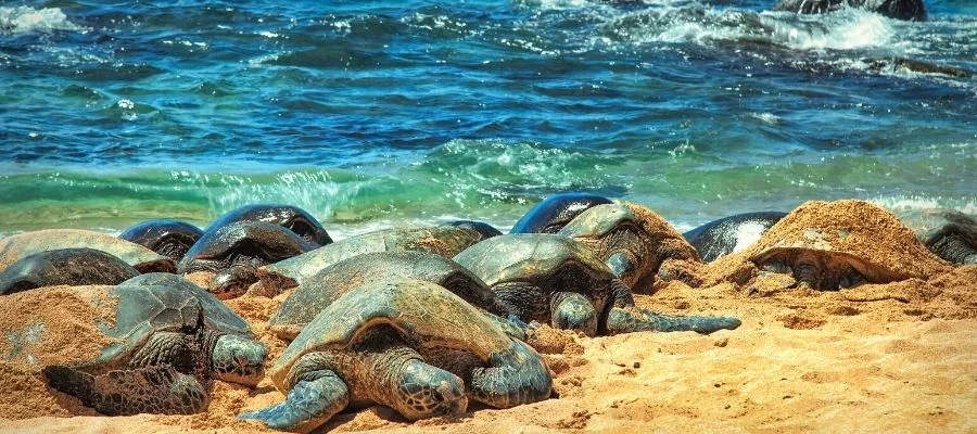 OBSERVER LES TORTUES