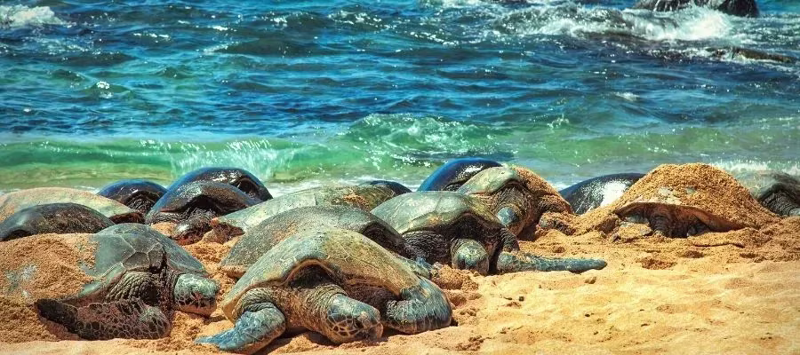 OBSERVER LES TORTUES
