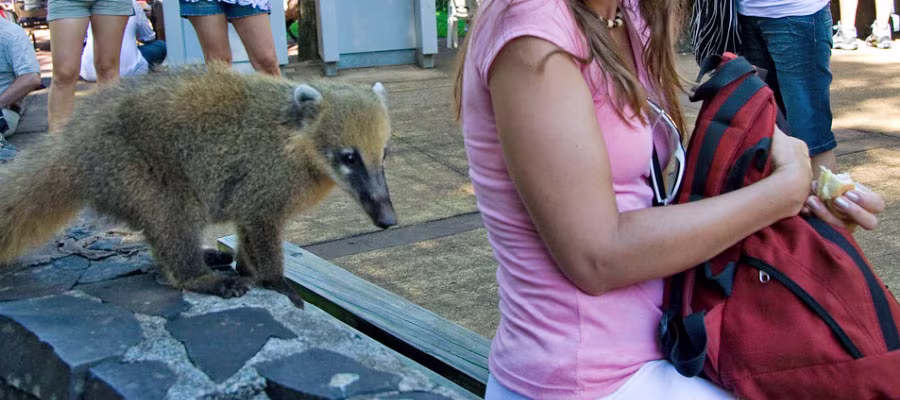 coati-rubber