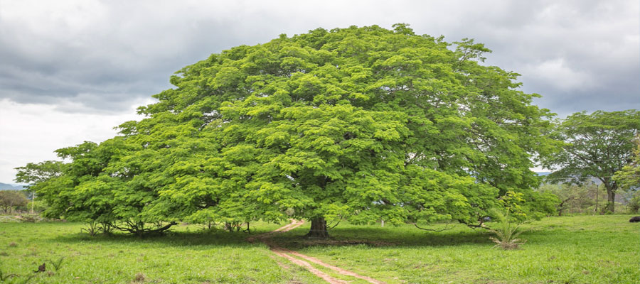 guanacaste-tree