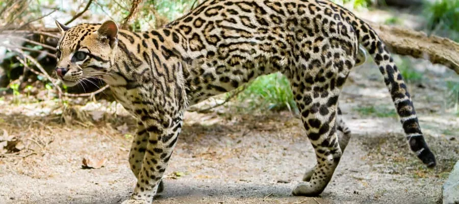 Ocelot
