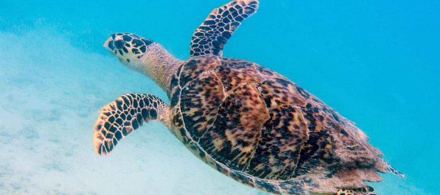 tortue-caouanne
