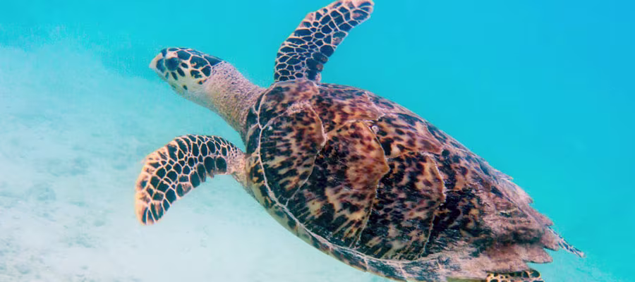 tortue-caouanne