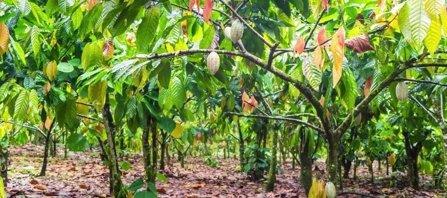 VISITER UNE PLANTATION DE CACAO