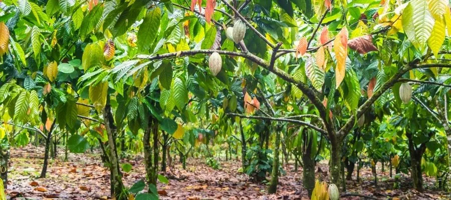 plantación de cacao