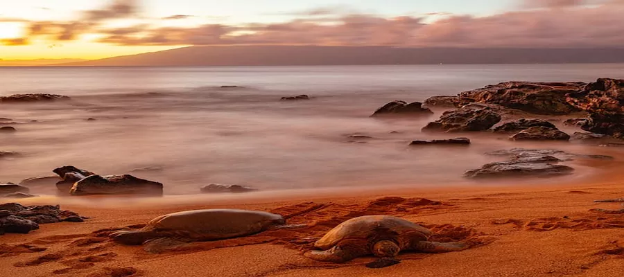 turtles arrive in Tortuguero