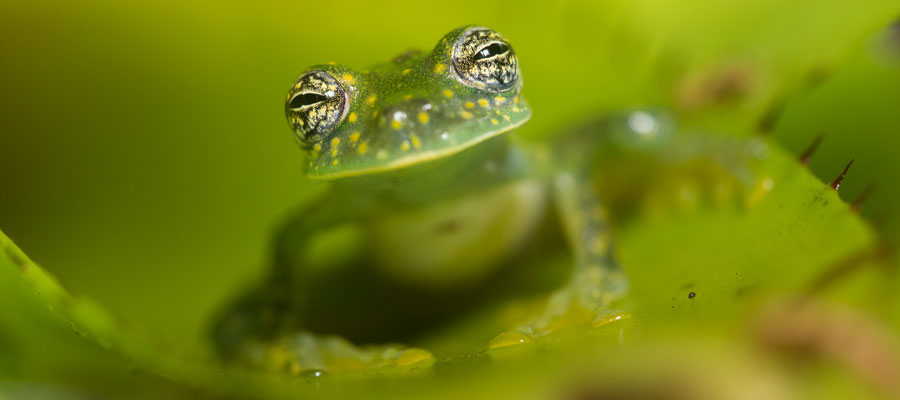 glass-frog-costa-rica