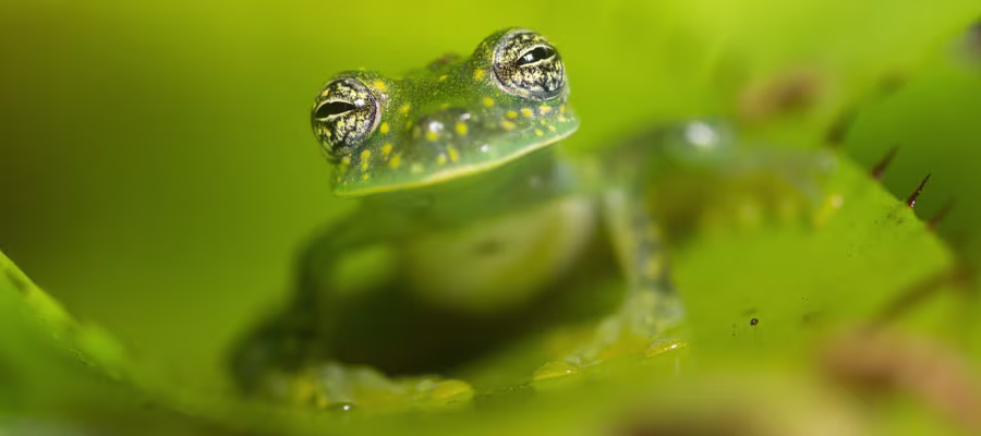 glass-frog-costa-rica