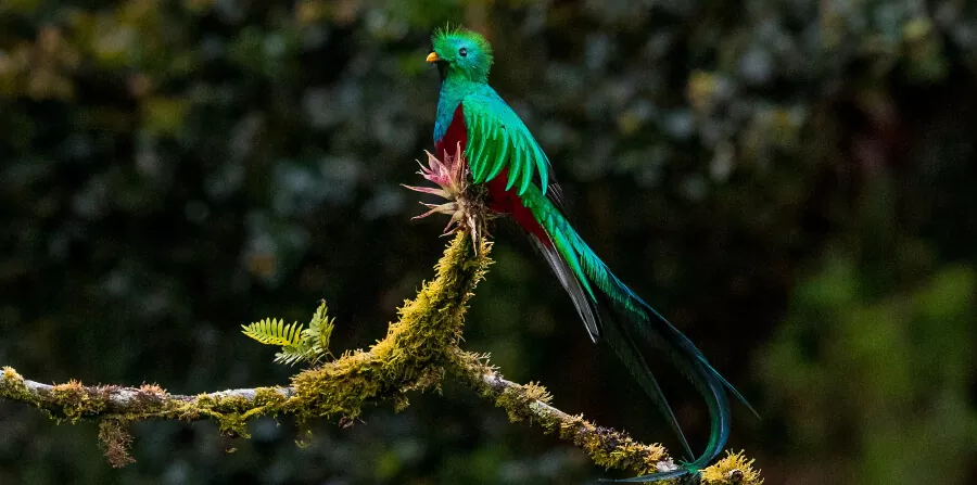 Observar Quetzal resplandeciente