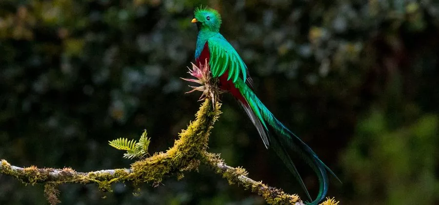  Le Quetzal