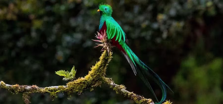 Le Quetzal