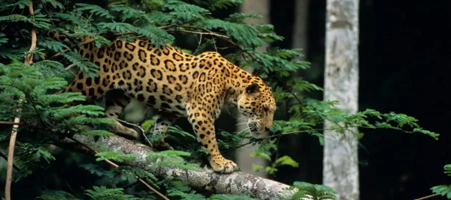 Le jaguar (Panthera onca) 