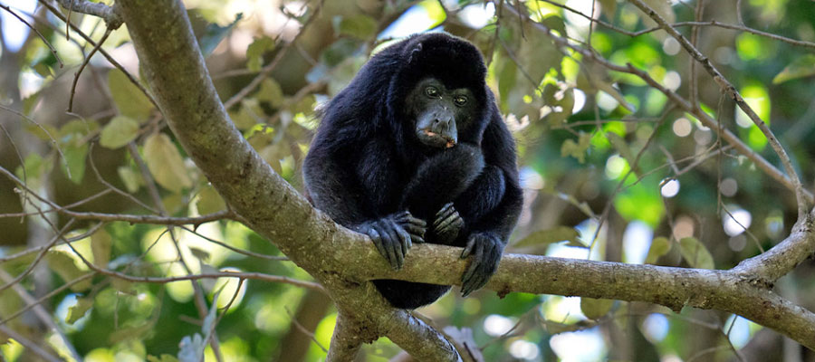 monkey-in-rincon-de-la-vieja