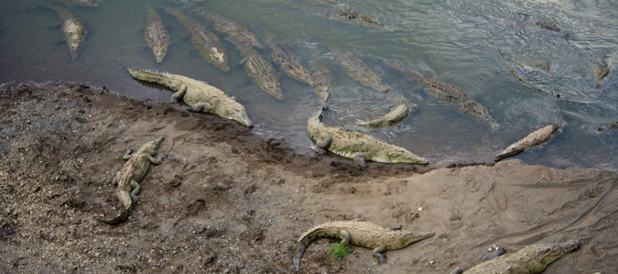 crocodiles-tarcoles-river-bridge-costa-rica