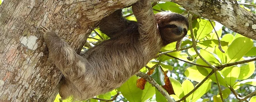 SLOTHS