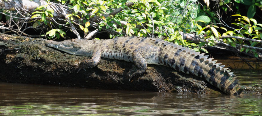 where-to-see-american-crocodile-costa-rica