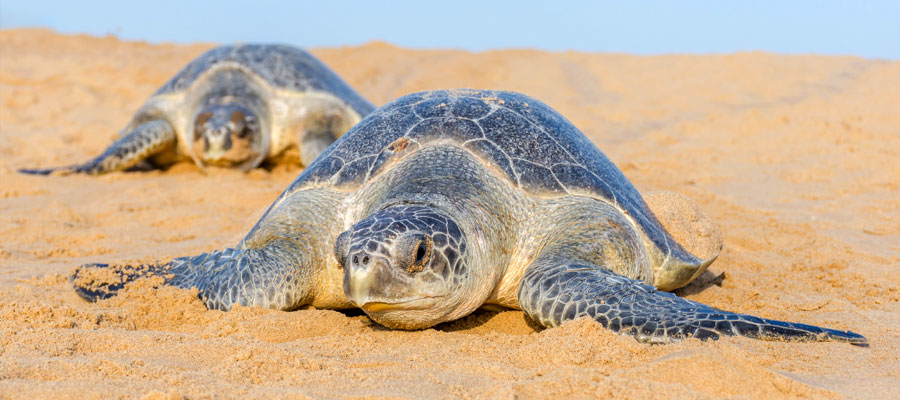 Olive-Ridley-Turtles
