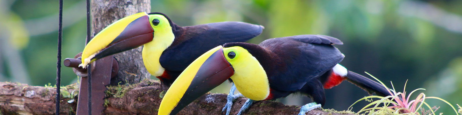 1600-visiter-costa-rica-location-voiture