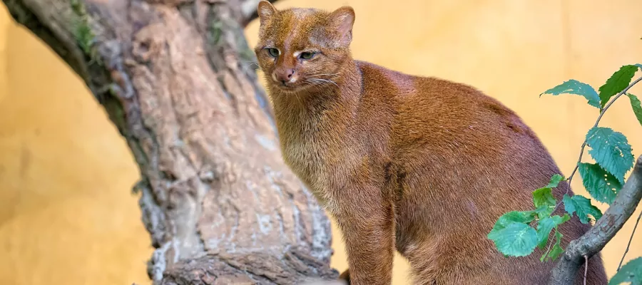 JAGUARUNDI