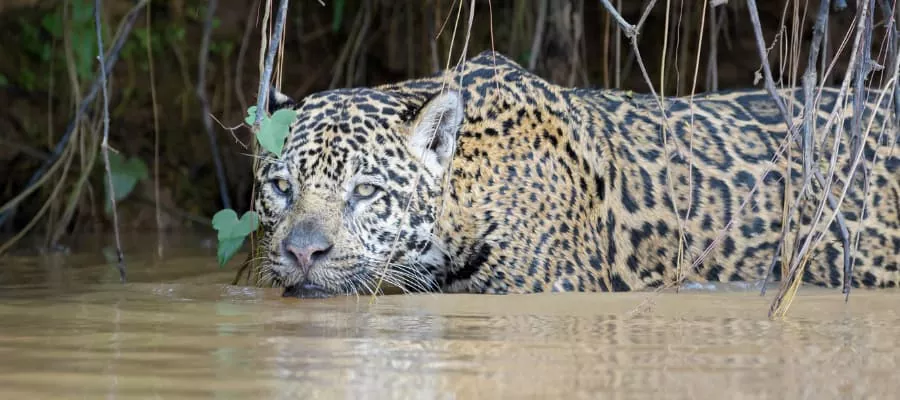 Situation actuelle des jaguars au Costa Rica
