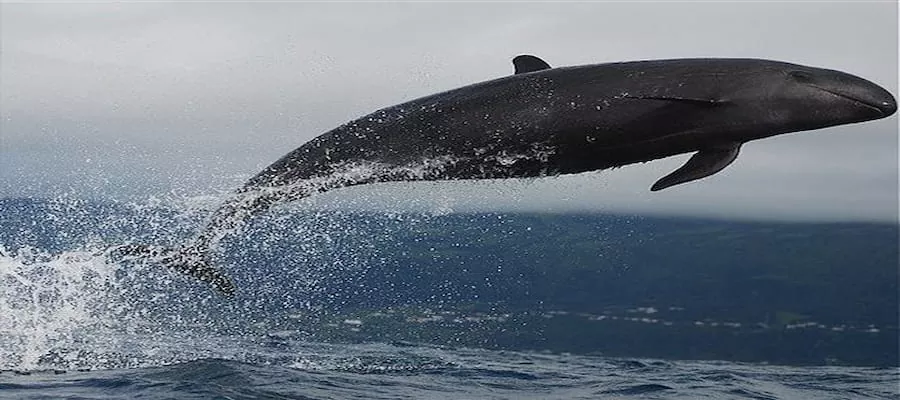 La fausse orque