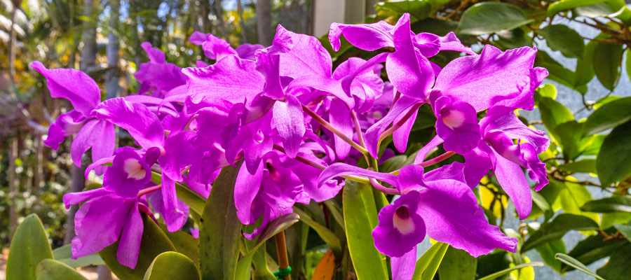 guaria-morada
