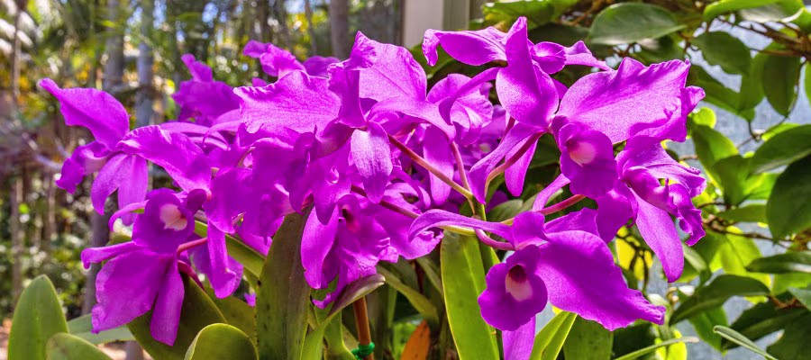 guaria-morada