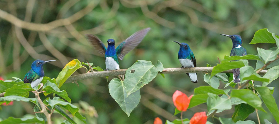 hummingbirds
