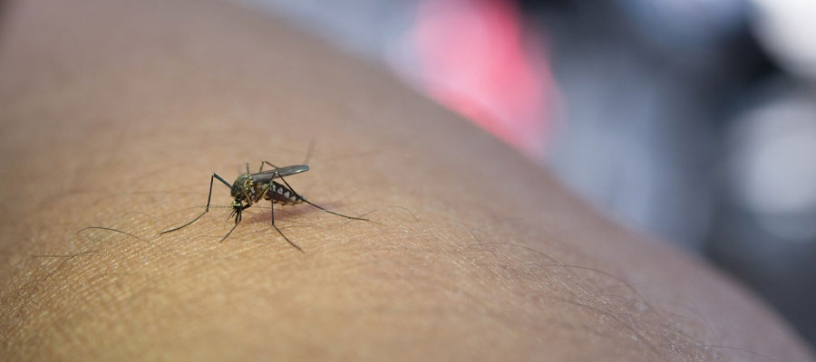 mosquito-yellow-fever