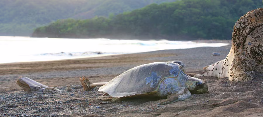 ponte tortue de mer