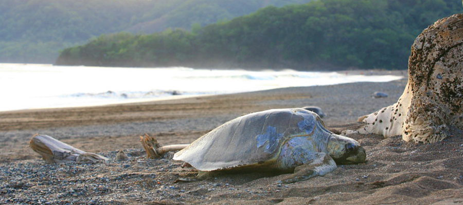 sea-turtle-nesting