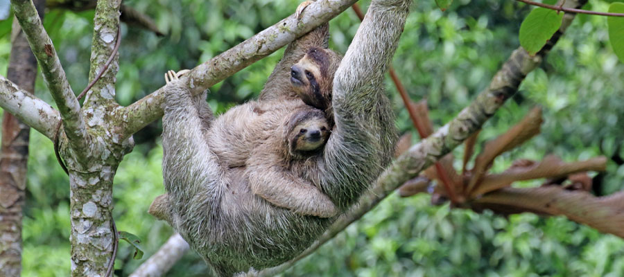 sloth-and-baby-costa-rica