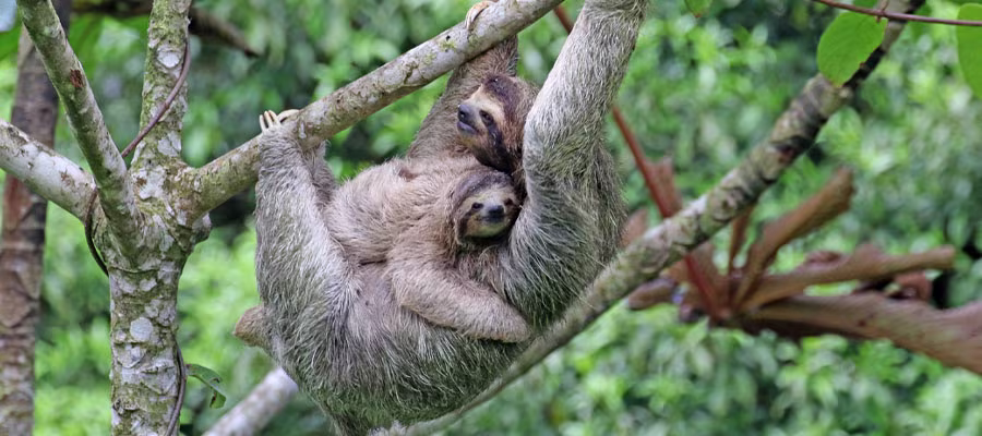sloth-and-baby-costa-rica