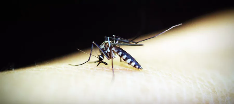 Malaria / Paludisme