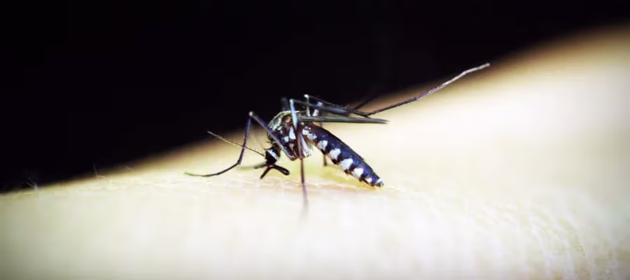 Malaria / Paludisme