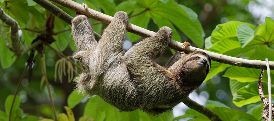 sloths-costa-rica