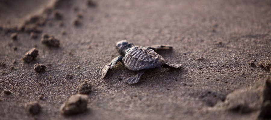 LIBÉRATION D’UN BÉBÉ TORTUE À OJOCHAL
