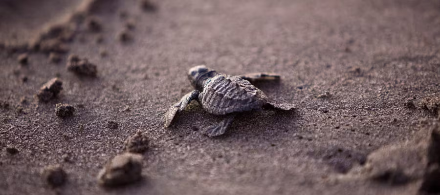 LIBÉRATION D’UN BÉBÉ TORTUE À OJOCHAL