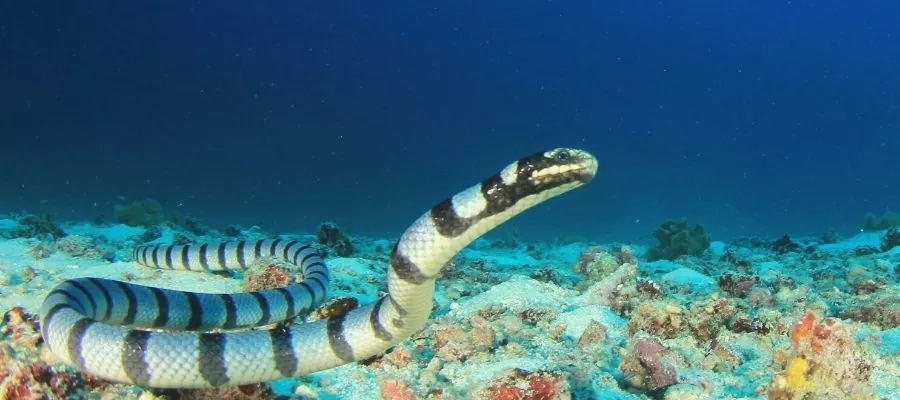 PELAMIDE OR MARINE SNAKE