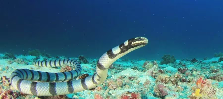 PELAMIDE OR MARINE SNAKE