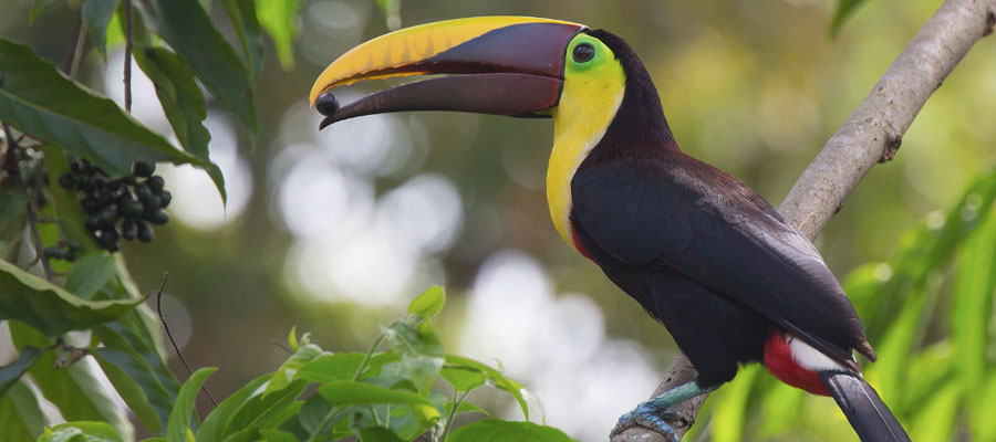toucans-costa-rica